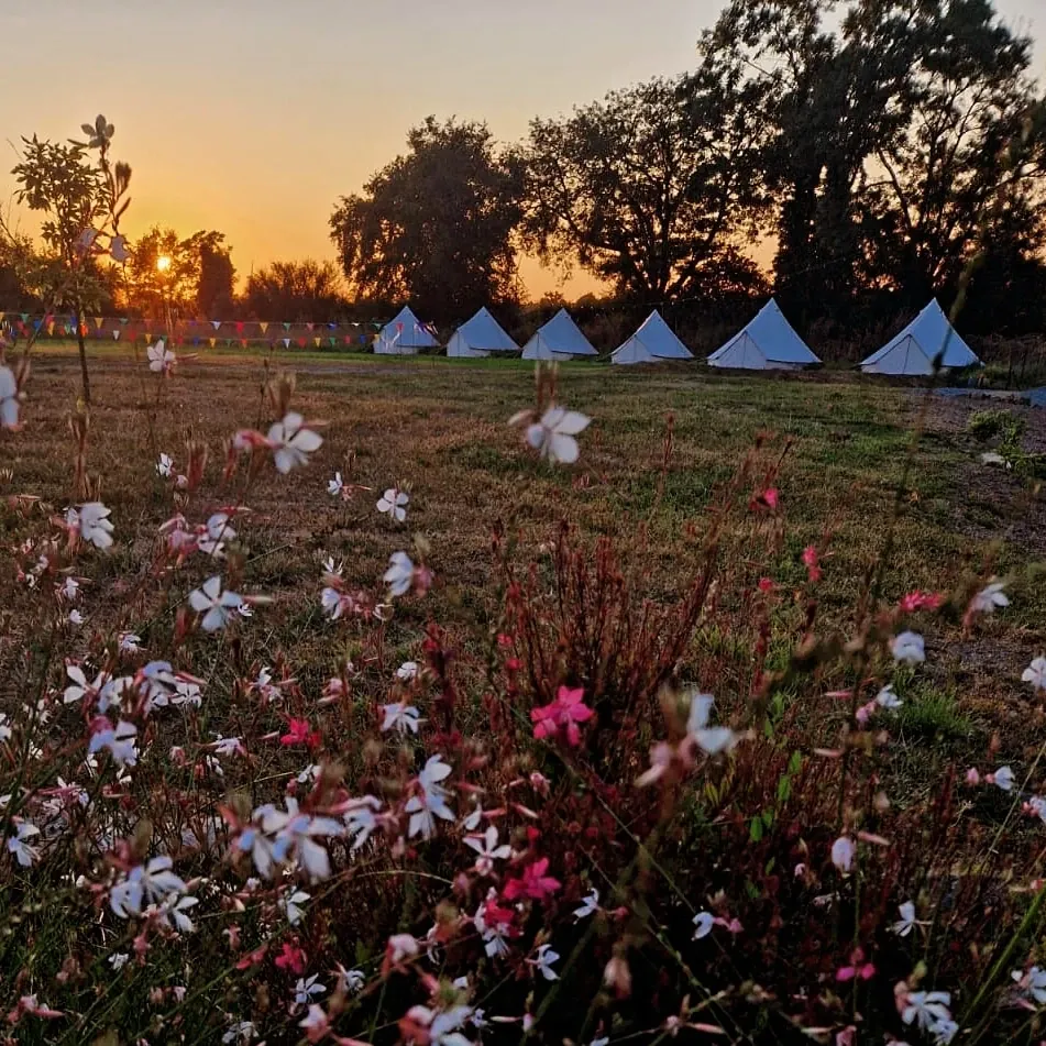 La prairie en fleurs au premier plan et les tentes au loin, au coucher du soleil