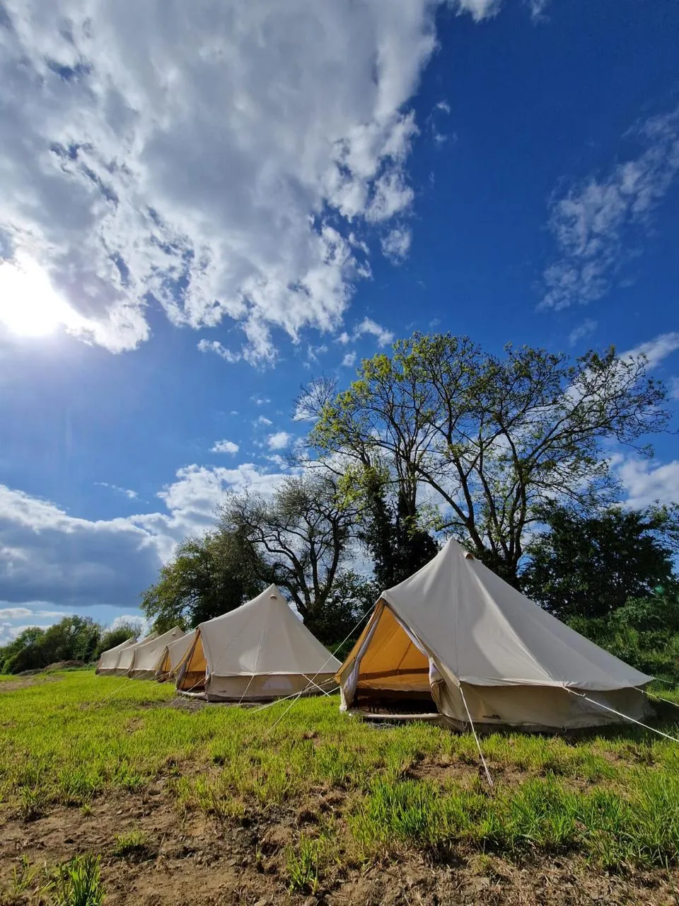 Les tentes cloches alignées dans l'herbe sous de grands arbres, par une journée de ciel bleu